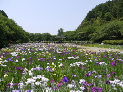 『花菖蒲』