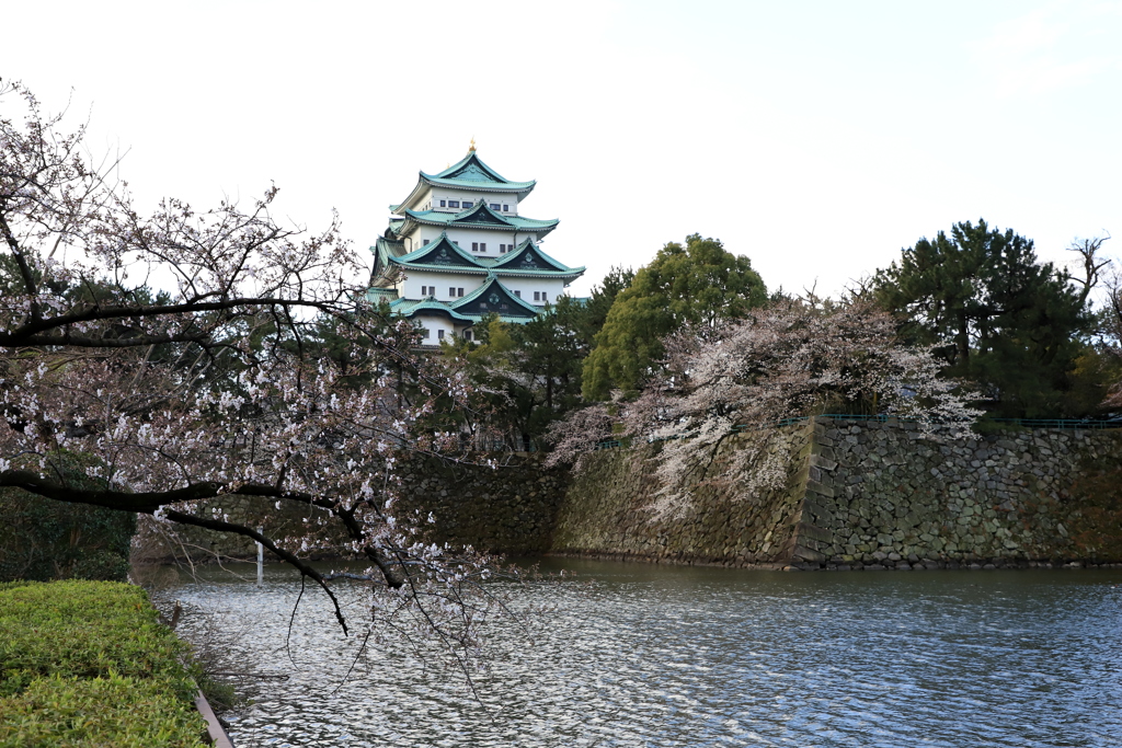 『名古屋城×桜』