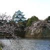 『名古屋城×桜』