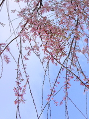 『しだれ桜・明』