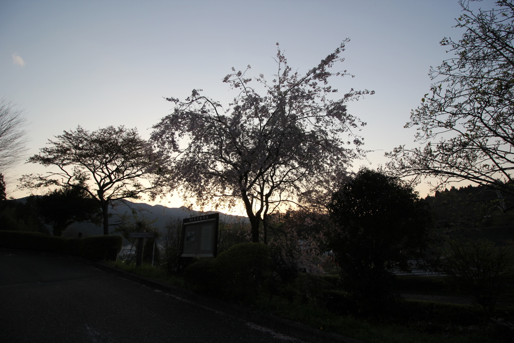 『しだれ桜×夕暮れ×(^^)』