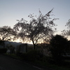 『しだれ桜×夕暮れ×(^^)』