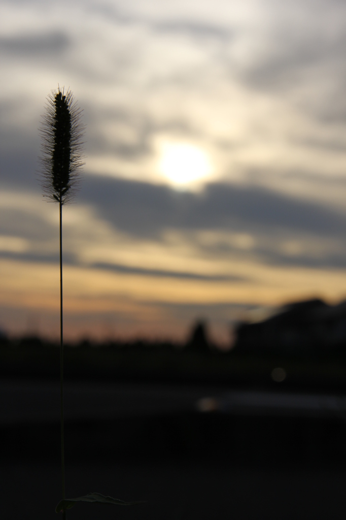 ねこじゃらしぃ～^^