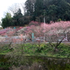 『梅園②』
