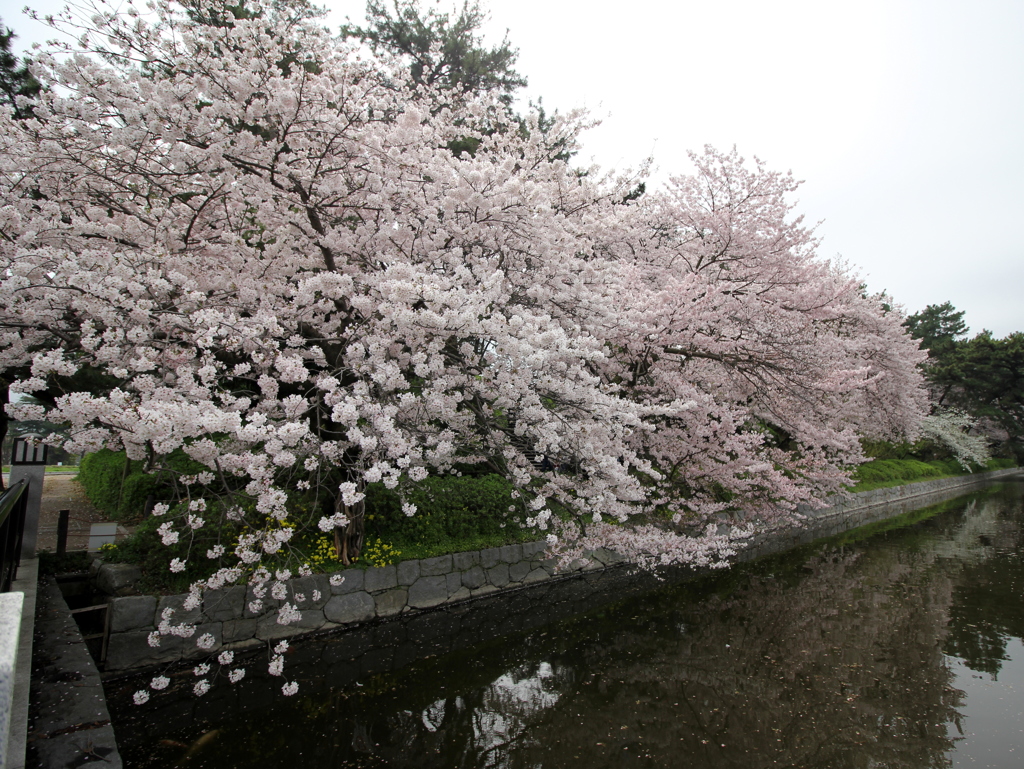 『桜・桜・桜(^^♪』