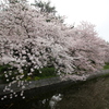 『桜・桜・桜(^^♪』