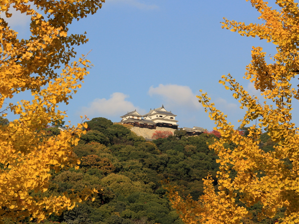 『松山城×銀杏』