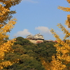 『松山城×銀杏』