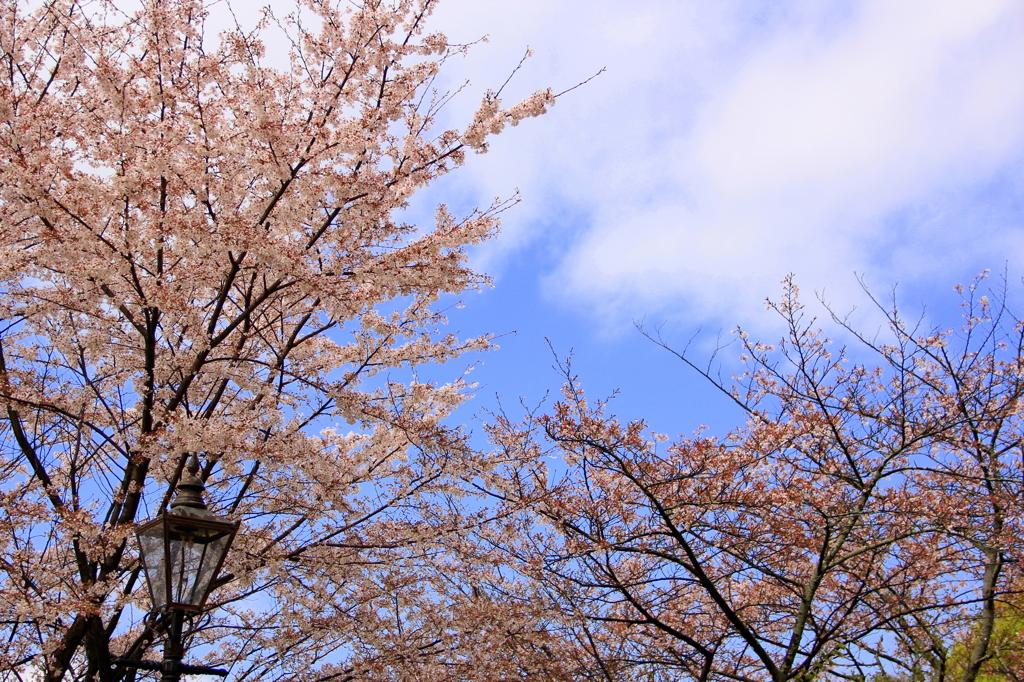 『桜×青空』