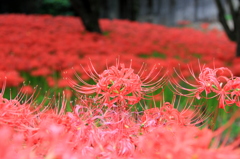 『曼珠沙華～咲咲咲』