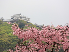 『桜×松山城』