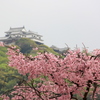 『桜×松山城』