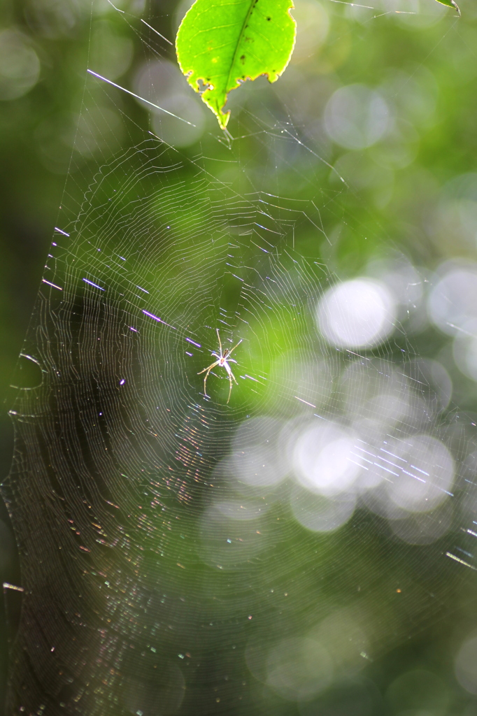キラキラ蜘蛛