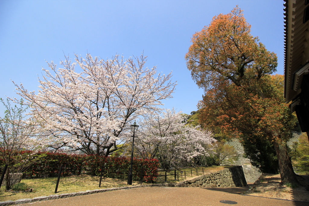 『松山城×桜×二の丸前』