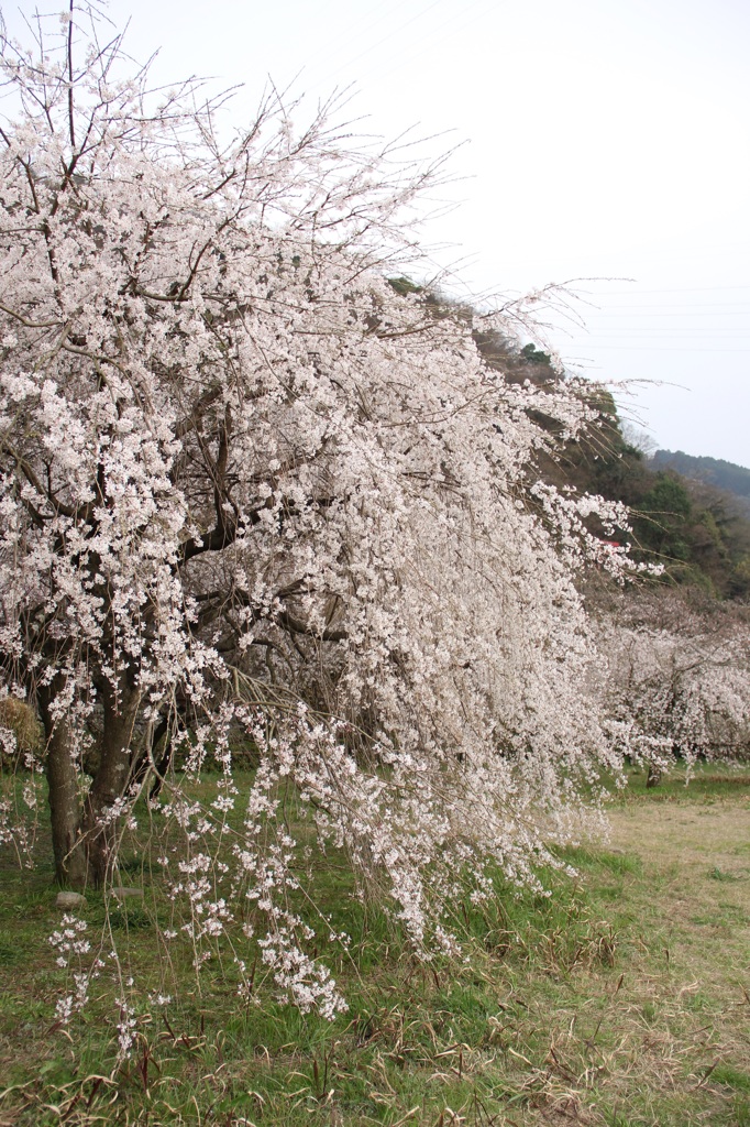 『しだれ桜～壱』