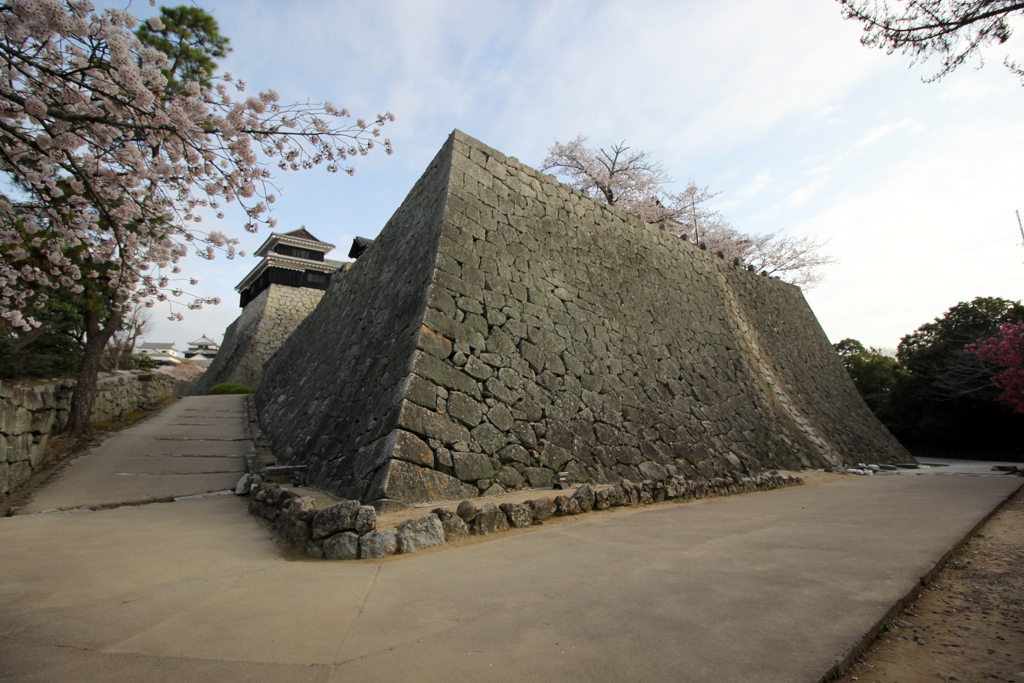 『松山城×桜』