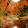 『紅葉～鑑賞②』