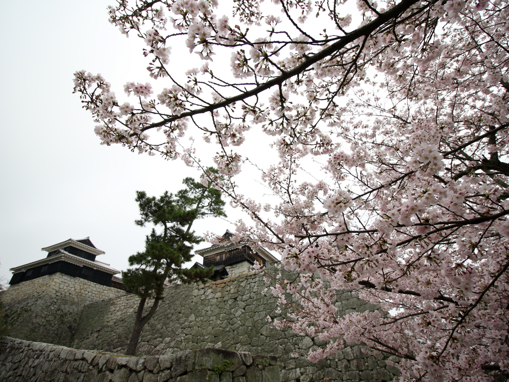 『松山城×桜』