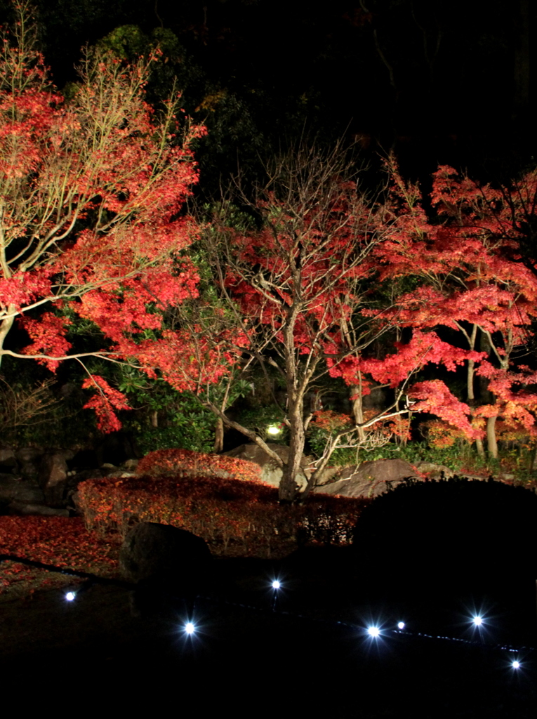 『紅葉～ピカッ☆☆』