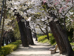 『散歩道・桜』