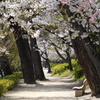『散歩道・桜』