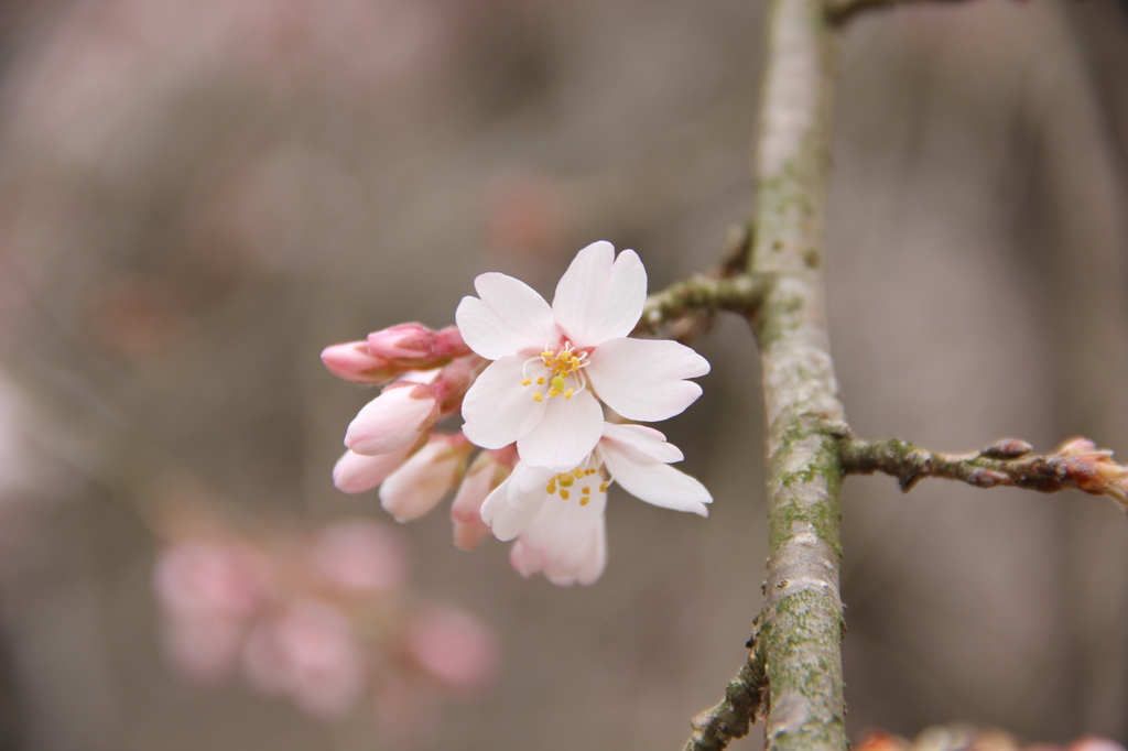 『桜咲く^^』