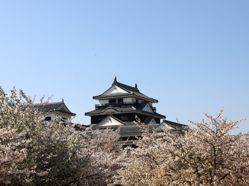 『松山城×桜』
