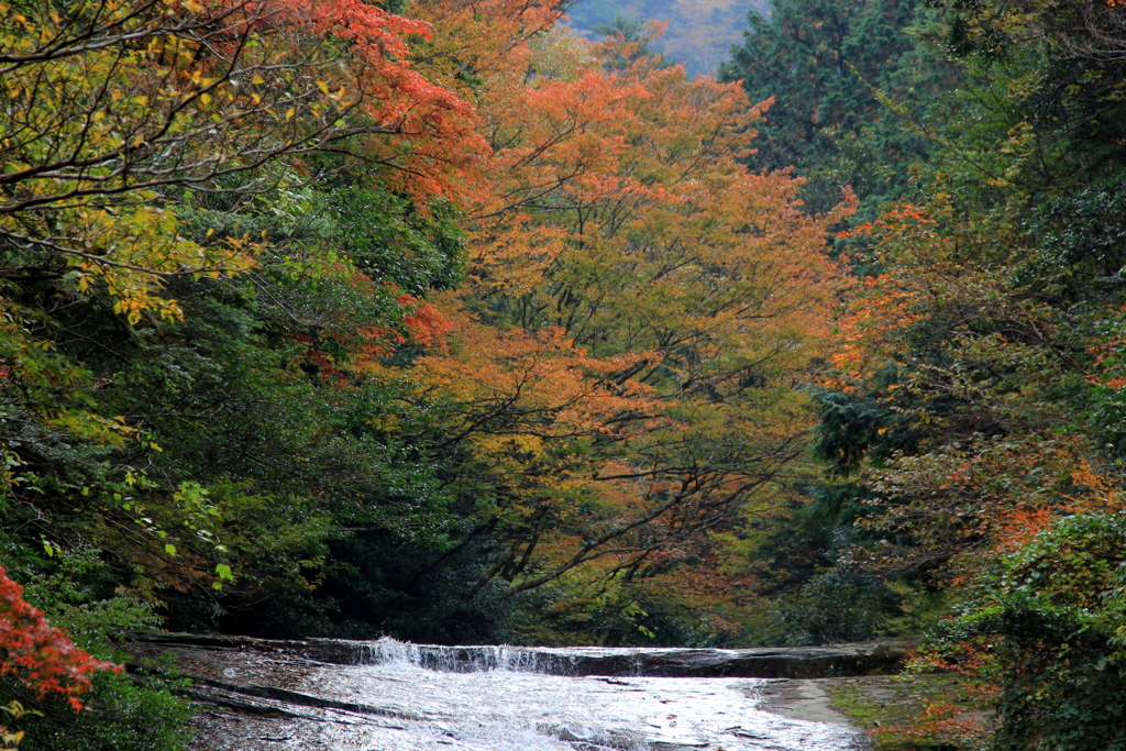 『紅葉×滝』