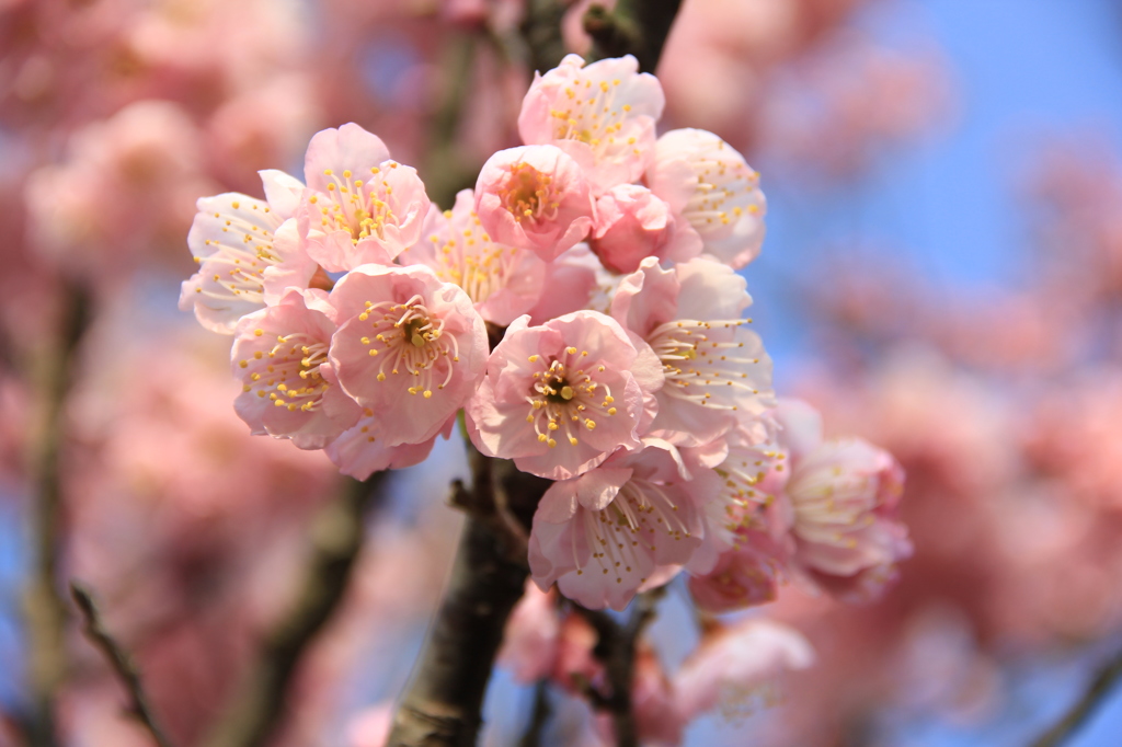 『咲・桜』