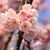 『咲・桜』