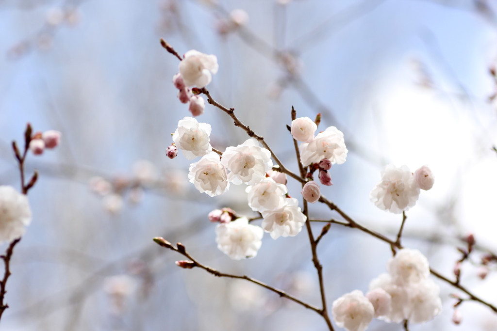 『桜×咲^^』