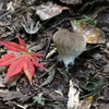 『雑木林×きのこ×紅葉』