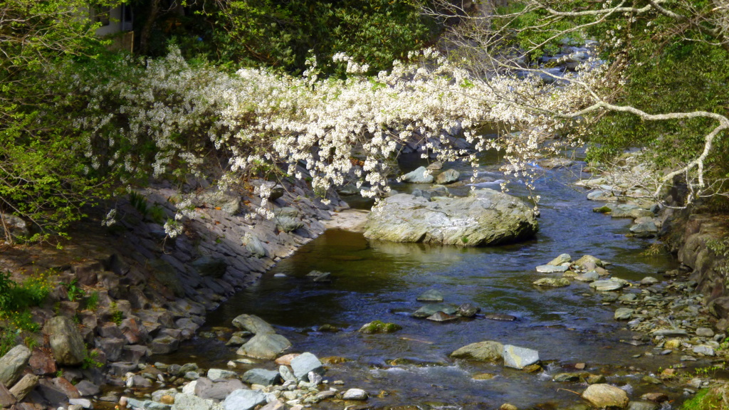 花の架け橋。。。^^