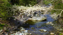 花の架け橋。。。^^