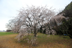 『しだれ桜』