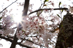 『太陽×桜』
