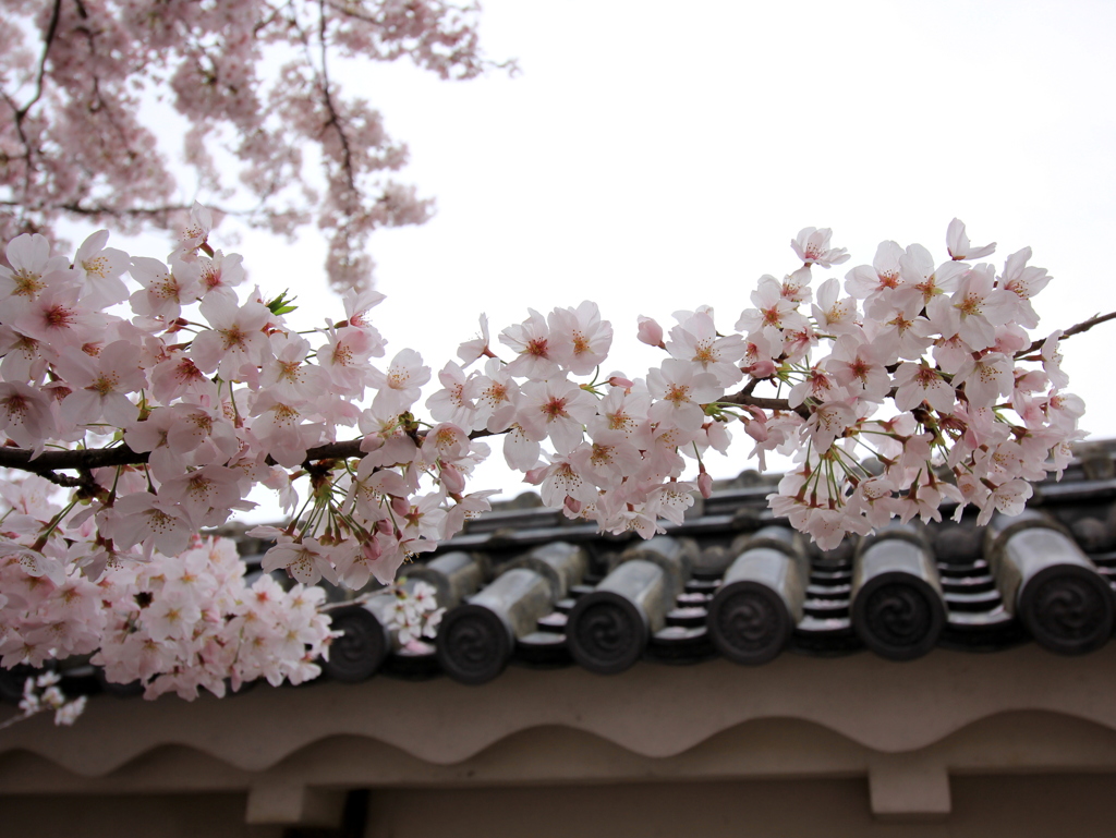 『桜×瓦』