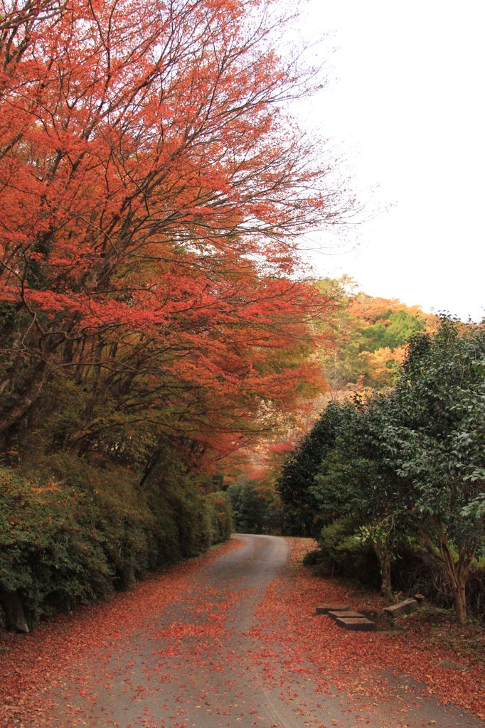 『紅葉～散策③』
