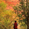 『紅葉～散策⑤』