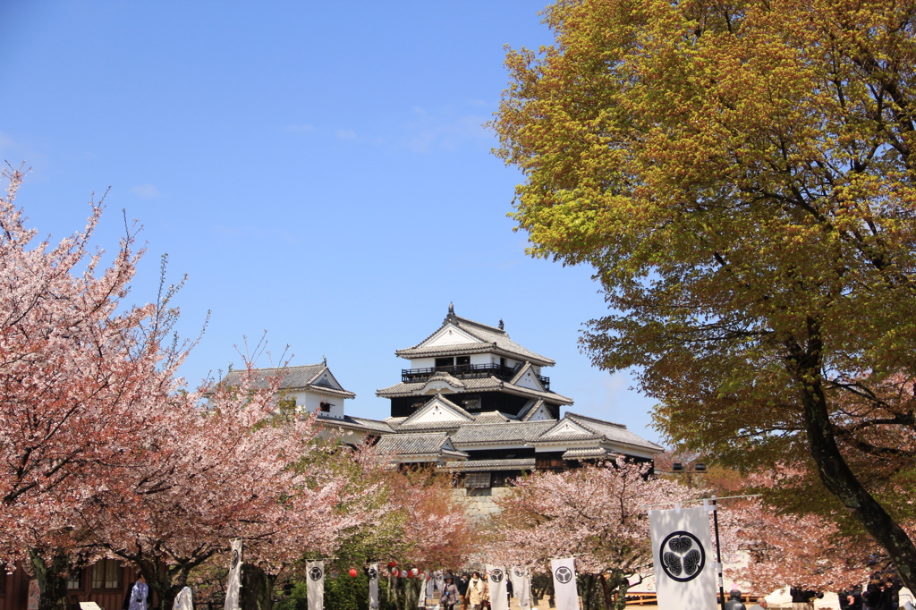 『松山城×桜』