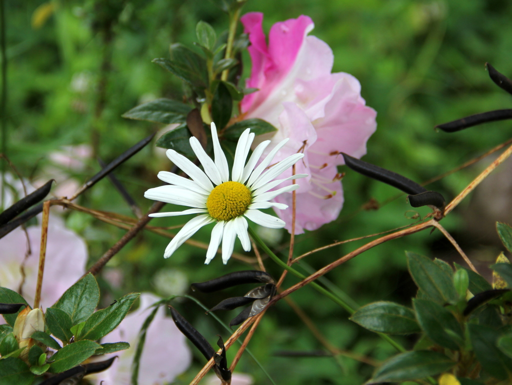 『花。みっけ(^^)』