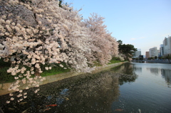 『桜×咲』