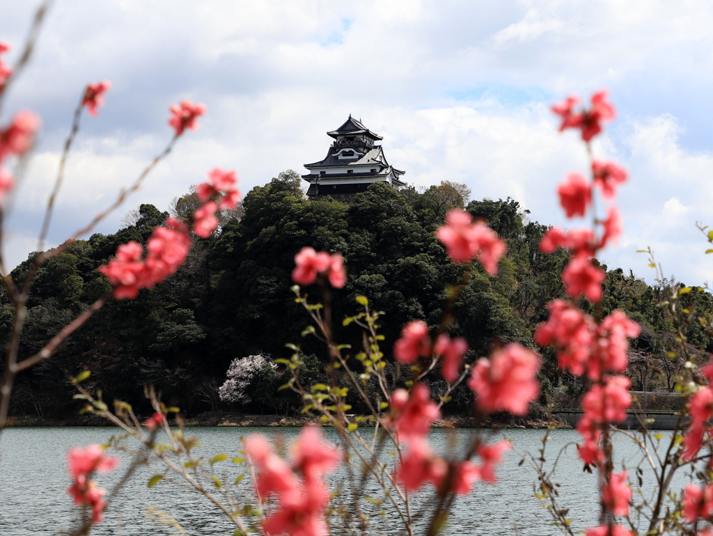 『犬山城×桜』