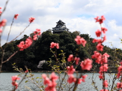 『犬山城×桜』
