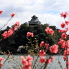 『犬山城×桜』