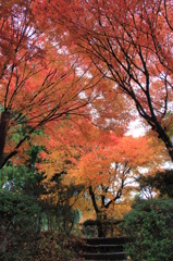 『紅葉みっけ^^』