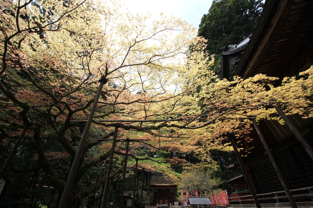 『冨士浅間神社×七色もみじ』