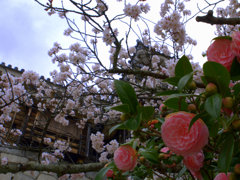 『城と桜と・・・』