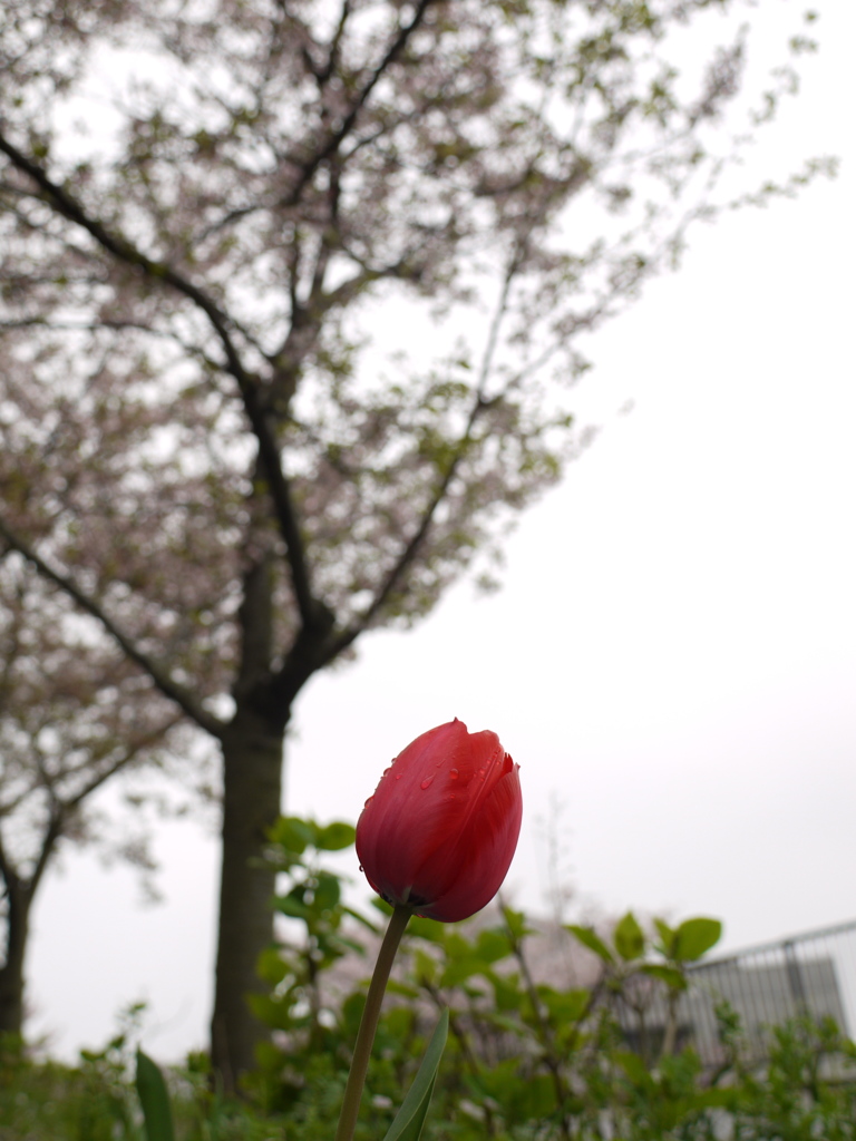 『桜×花見』
