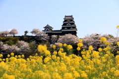 『大洲城×桜×菜の花』